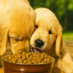 A kutya etetése: teljes körű útmutató minden gazdinak