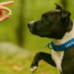 Obedience: a fegyelem művészete - a kutyakiképzés és kutyás sportok új szintje