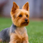 Yorkshire terrier fajtaismertető